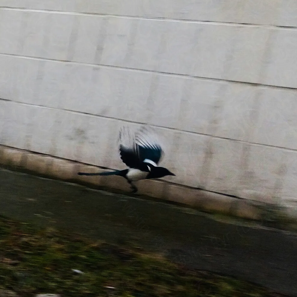 magpie midflight