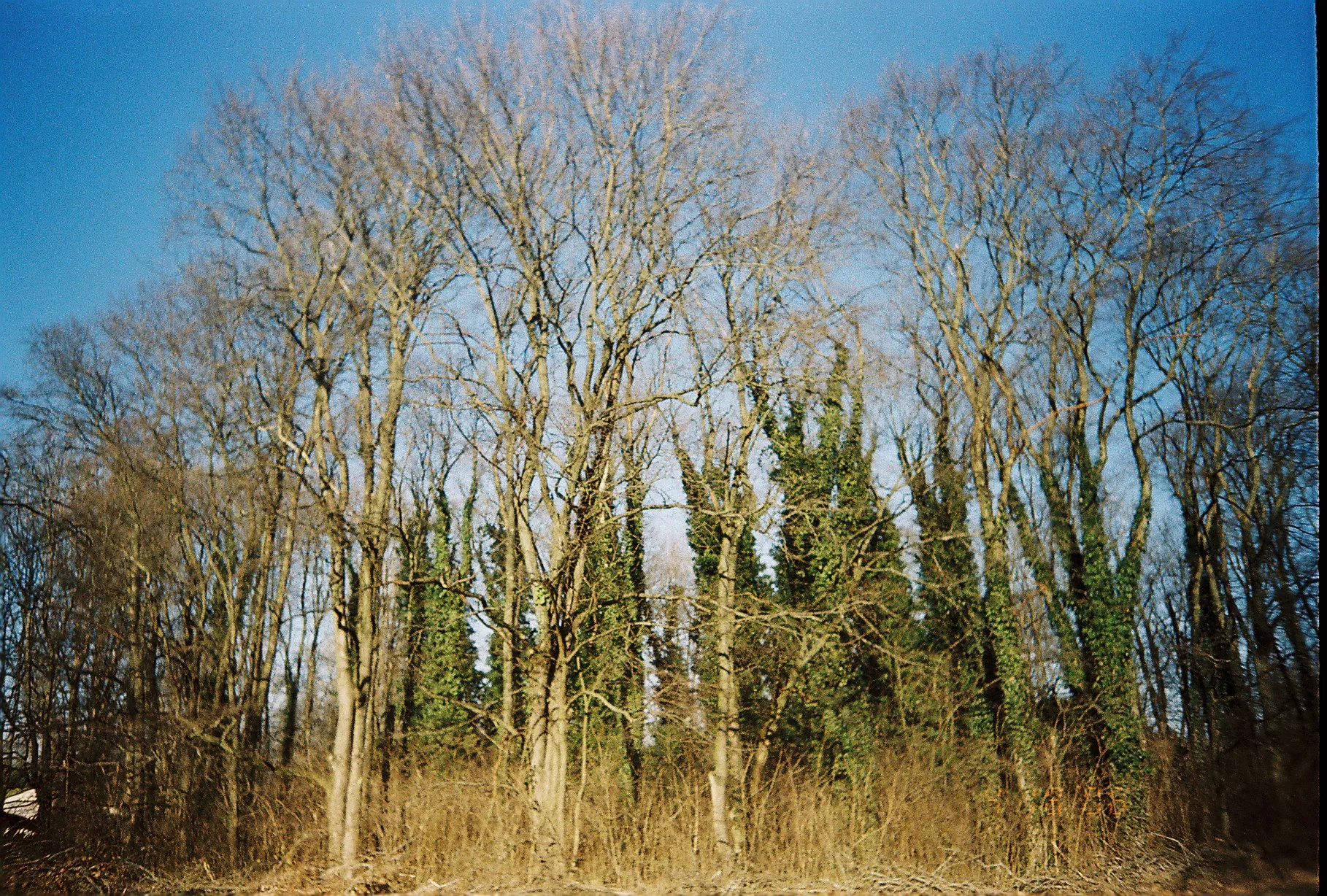 trees