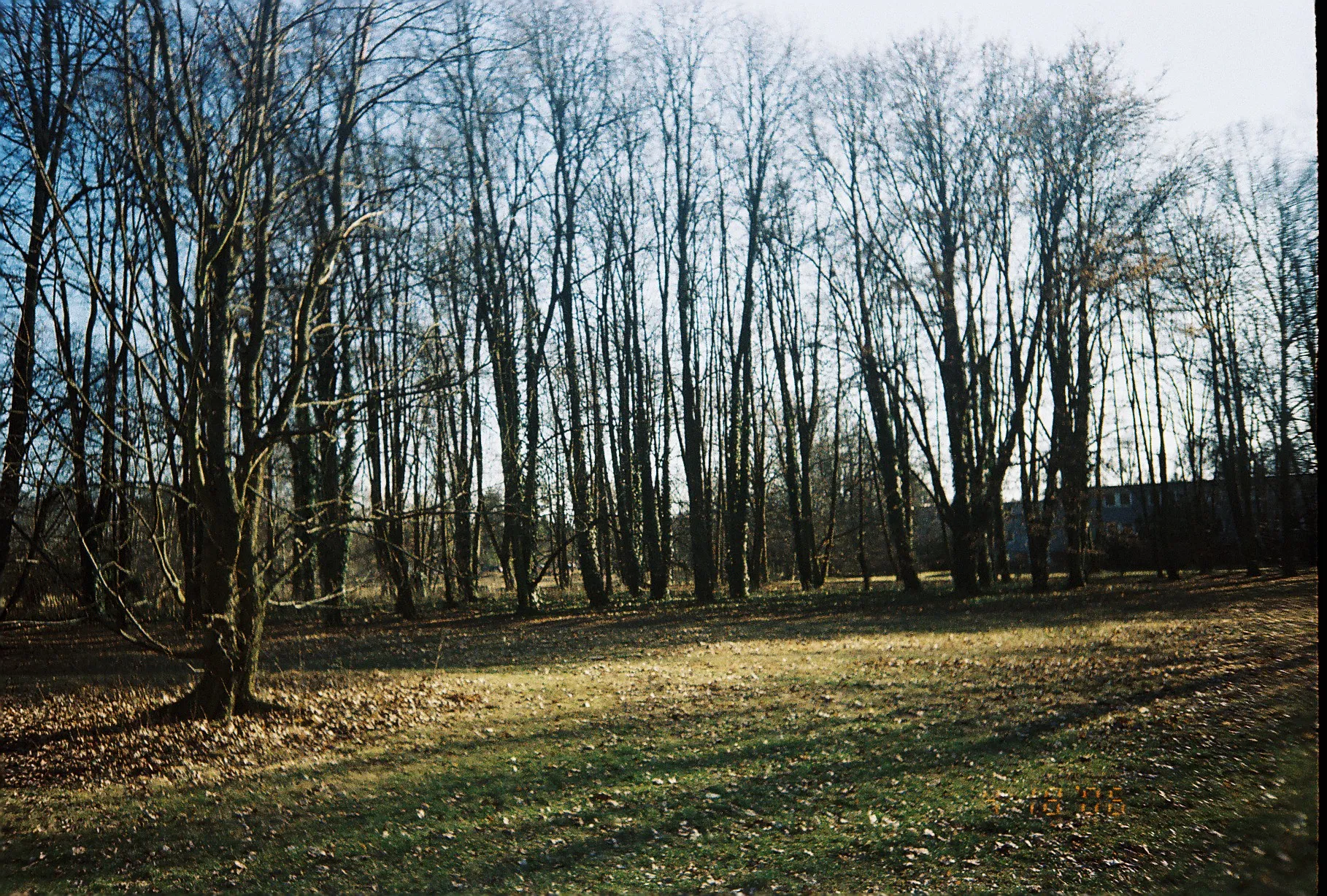 trees