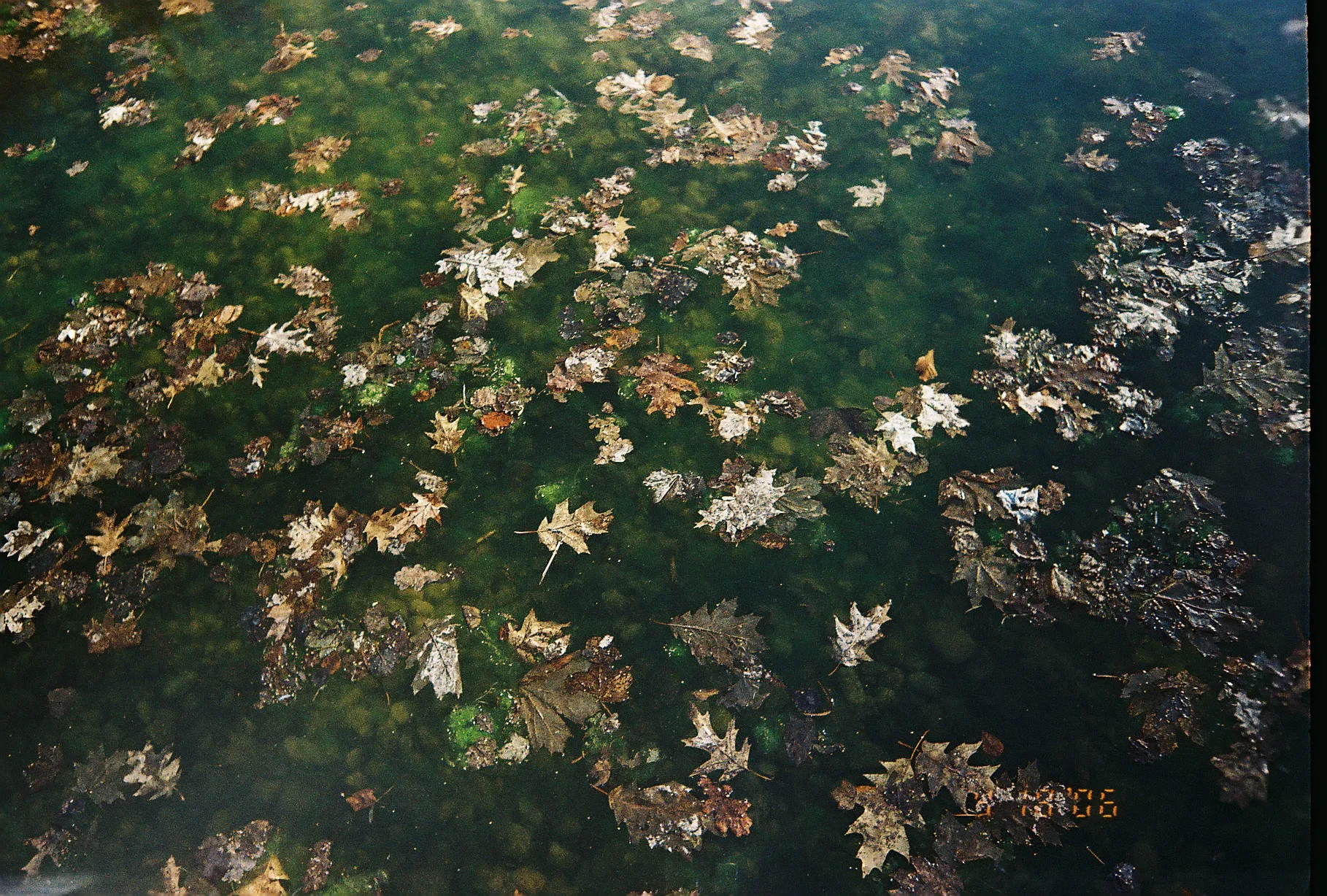 green pond with leaves