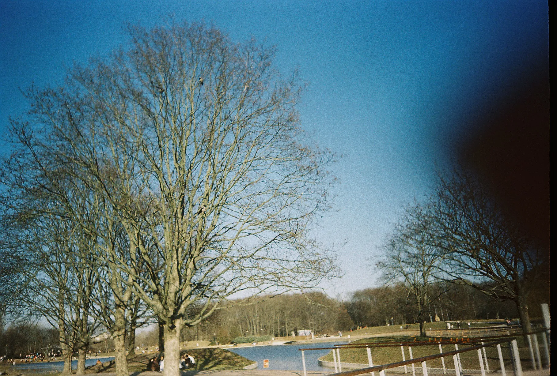 tree with a bird in it