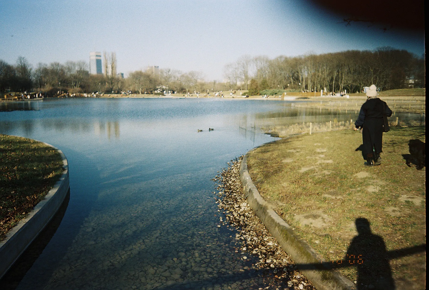 ducks in a pond
