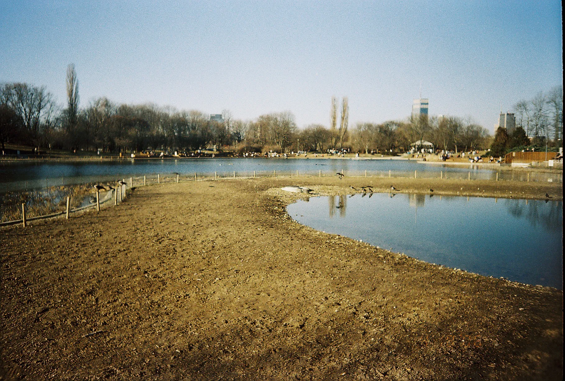 crows around the pond