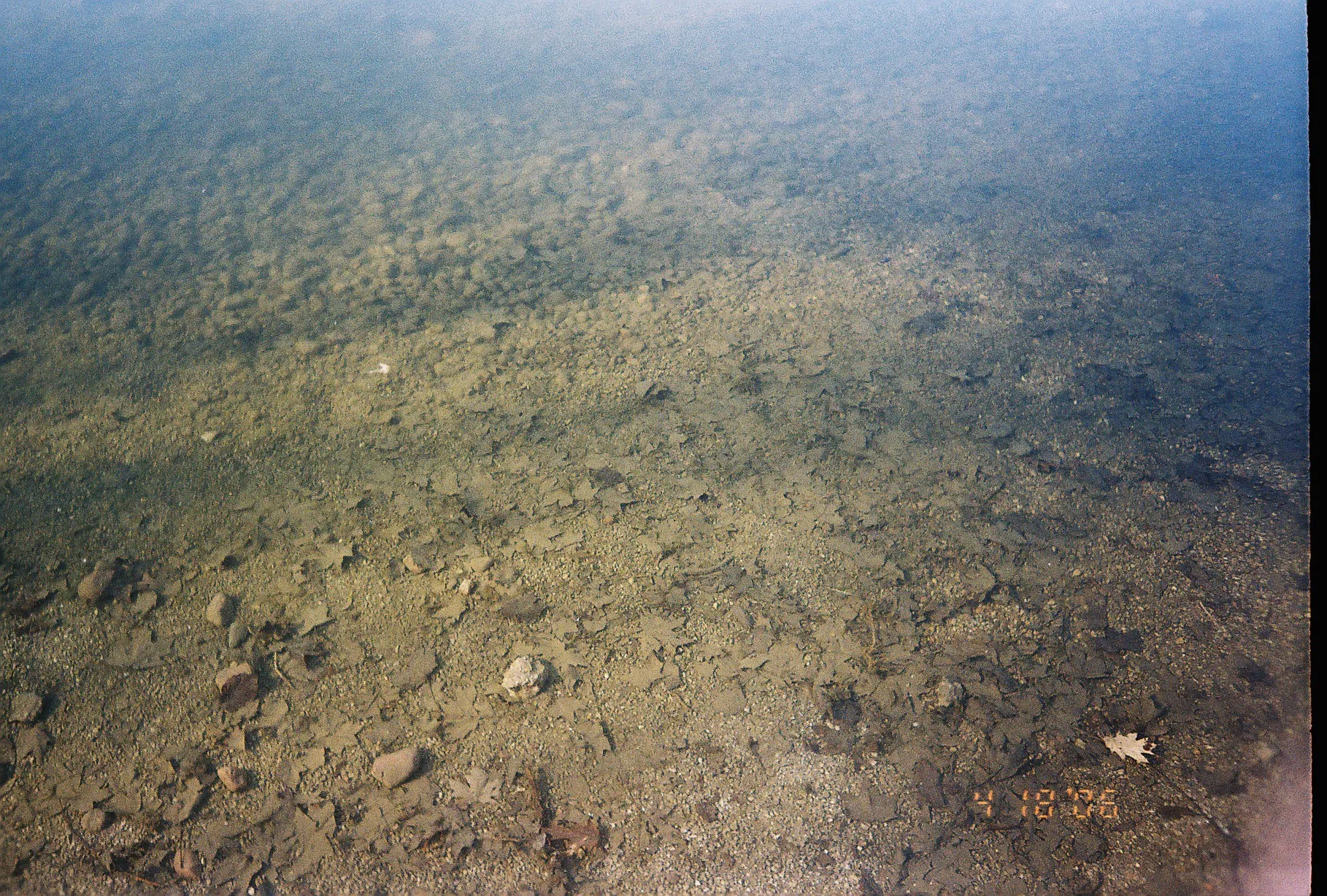 pondwater