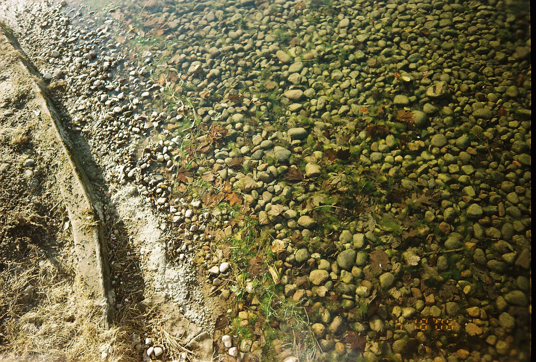 pondwater