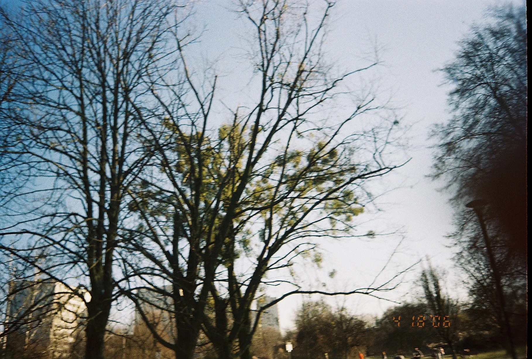 tree