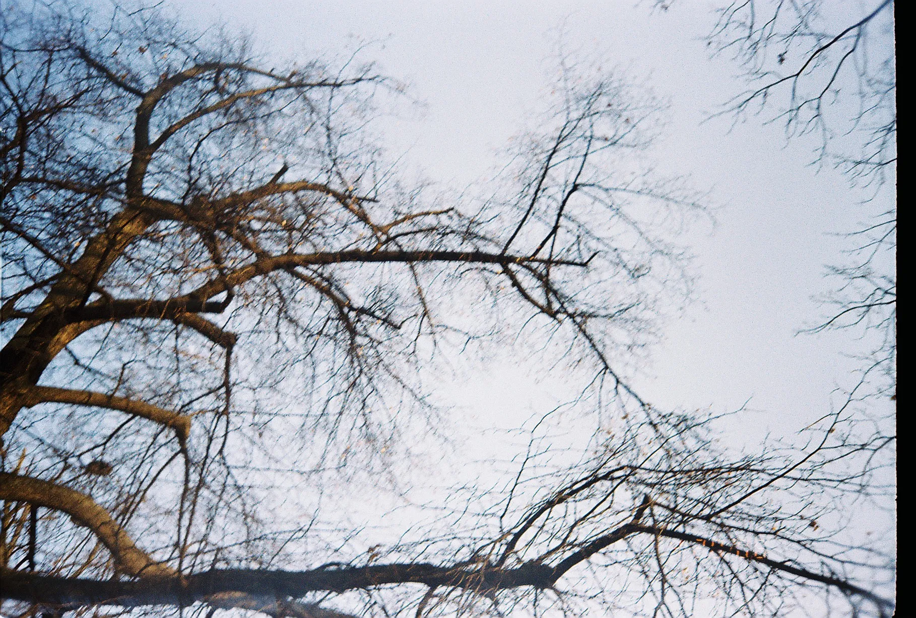branches