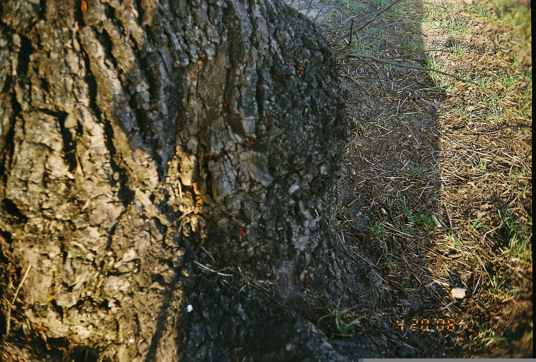 bugs in bark