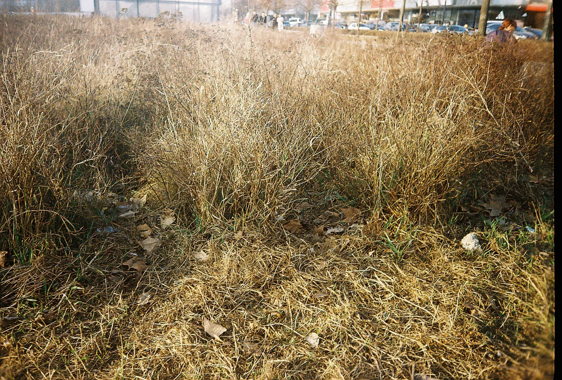 bushes
