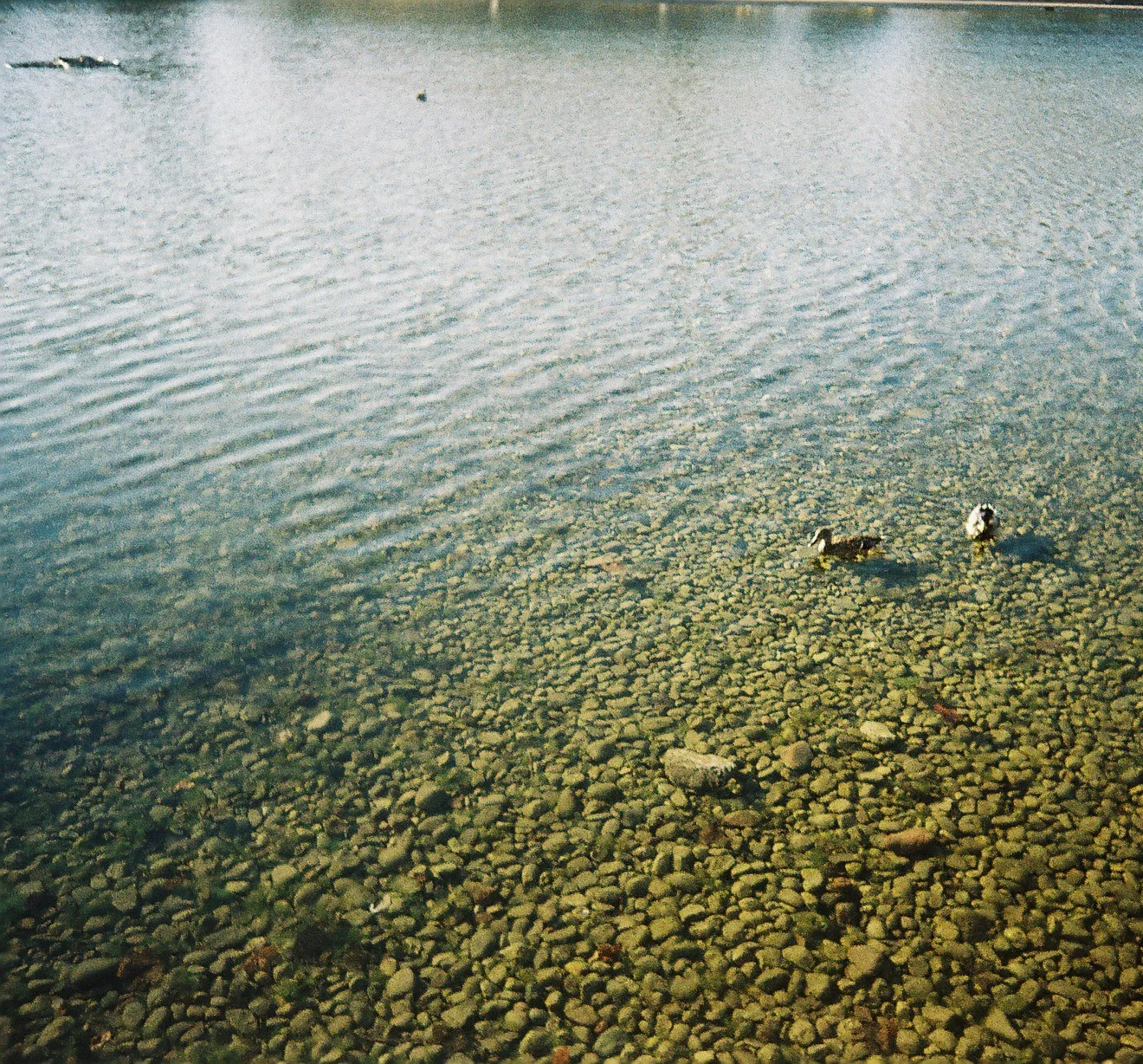 ducks