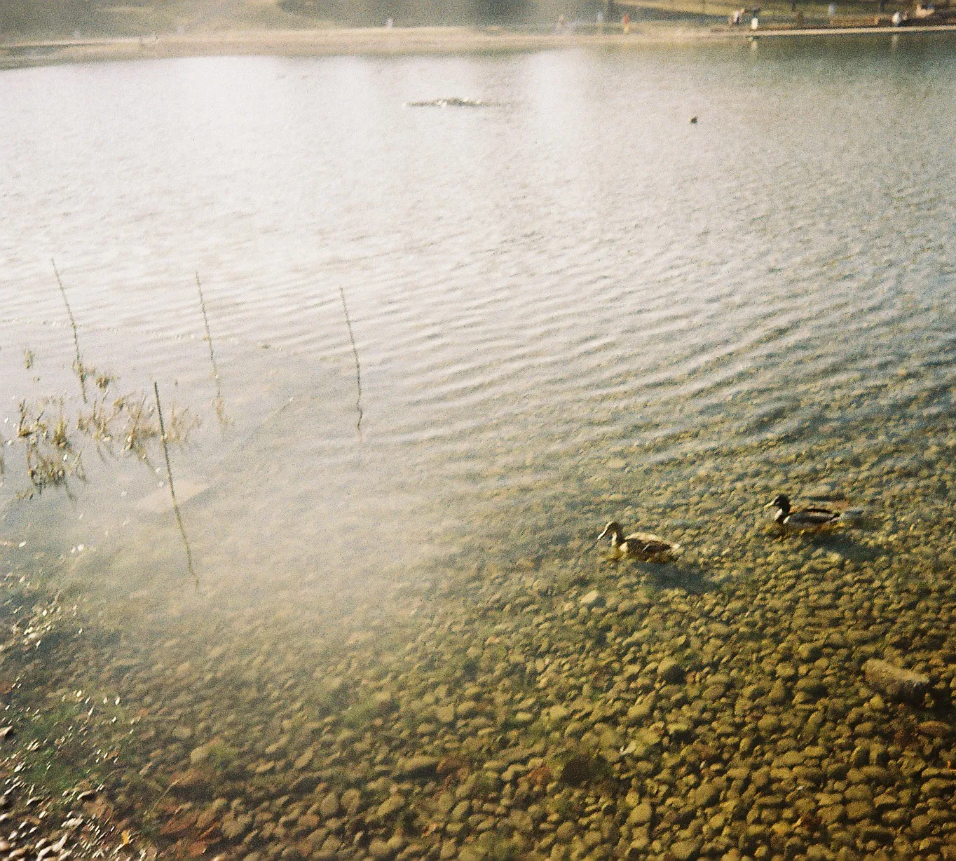ducks