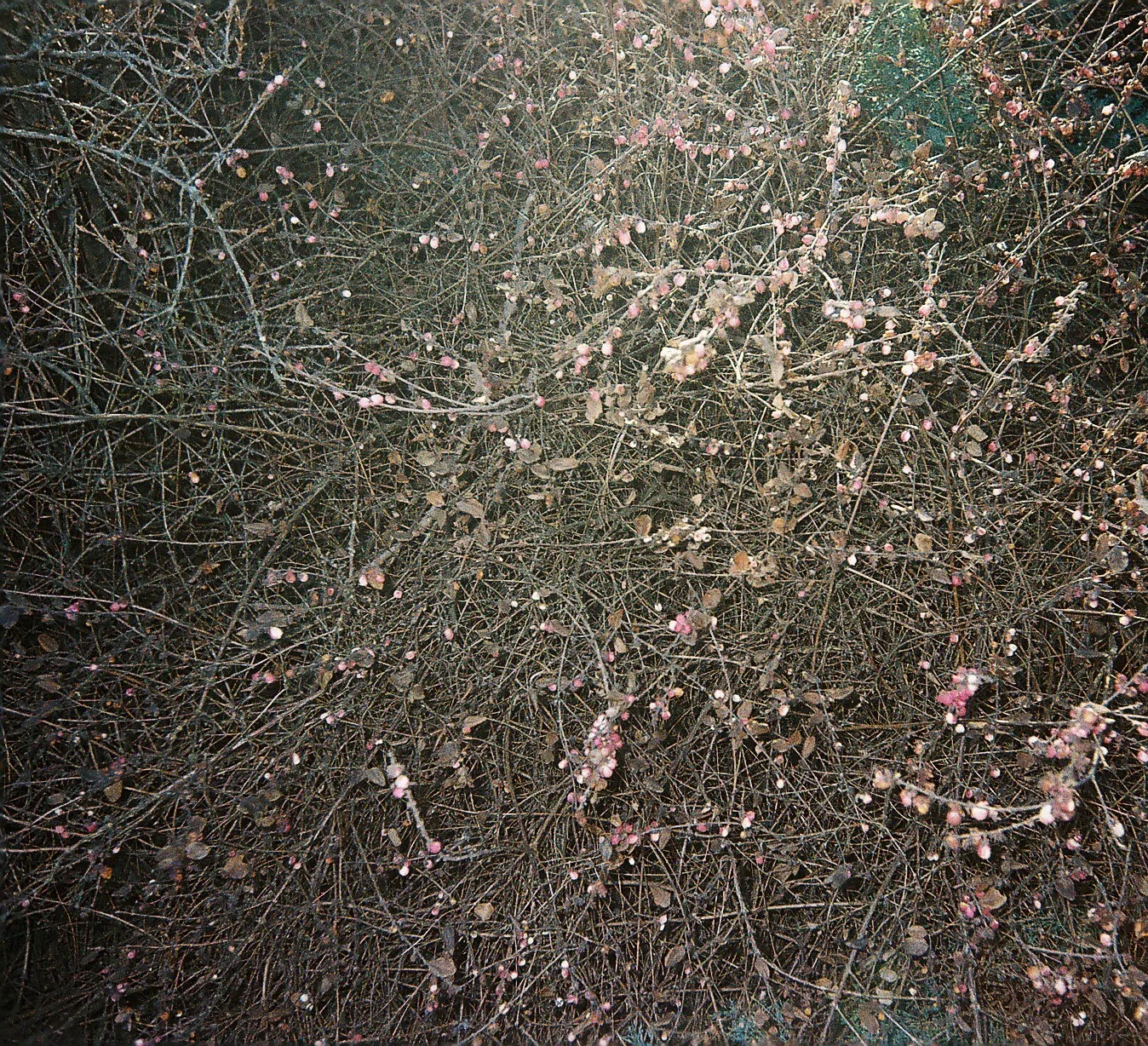 bush